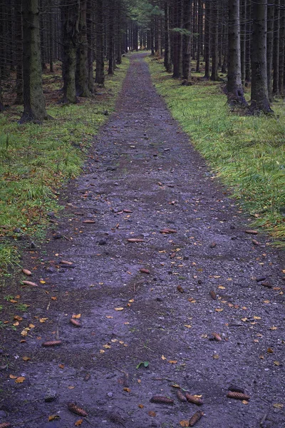 Sentier forestier forêt d'épinettes — Photo