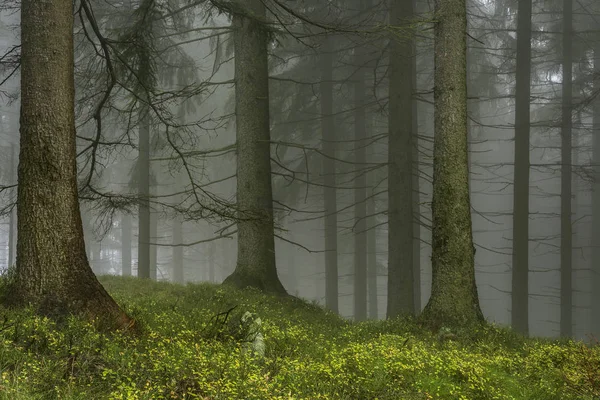 Spruce forest with fog — Stock Photo, Image