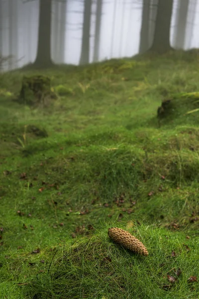 Granskog med fog — Stockfoto