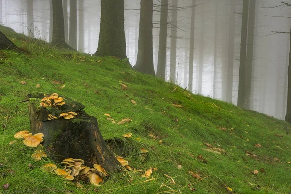 Las świerkowy z mgły — Zdjęcie stockowe