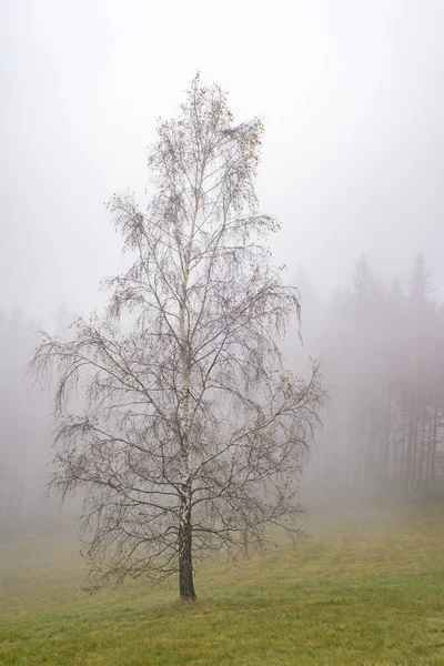 秋天的白桦树 — 图库照片
