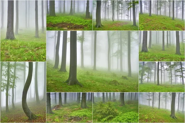 Collage beech forest — Stock Photo, Image