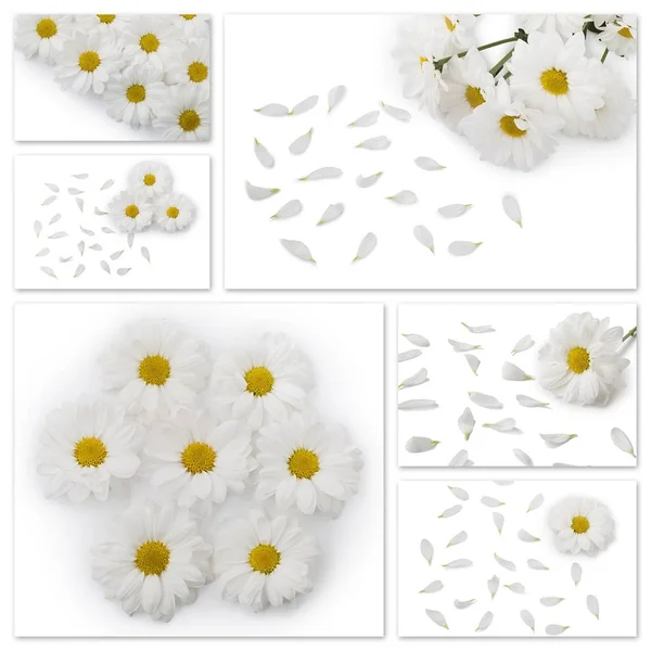 Koláž, bílý květ — Stock fotografie