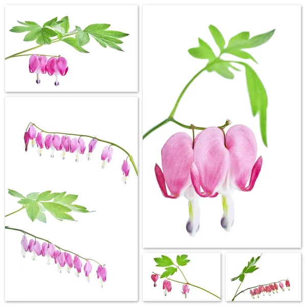 Collage Dicentra flor — Foto de Stock