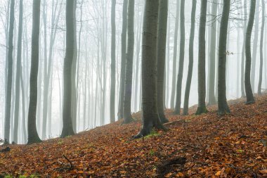 sonbahar kayın ormanı