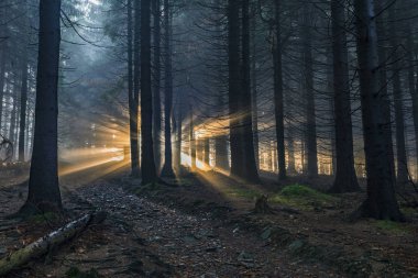 Güneş ışınları ile Ladin ormanı
