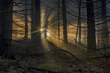 Güneş ışınları ile Ladin ormanı