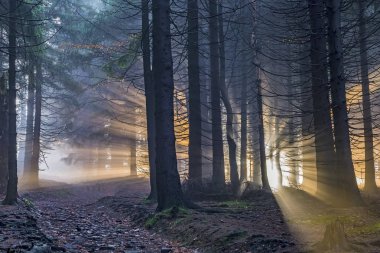 Güneş ışınları ile Ladin ormanı