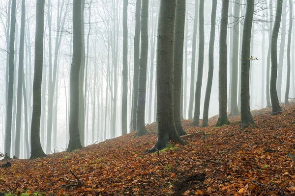 sonbahar kayın ormanı