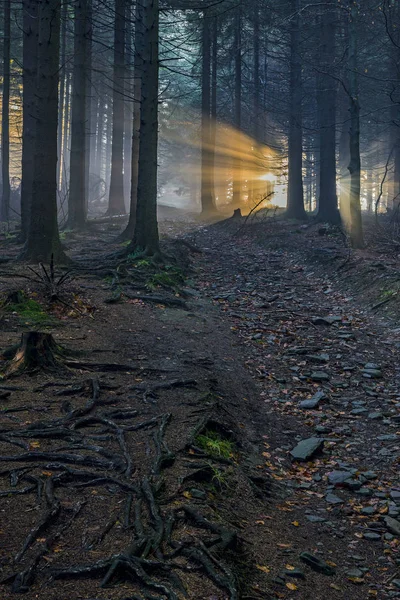 Spruce forest with sun rays — Stock Photo, Image