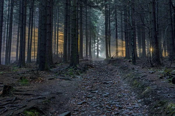 Granskog med solens strålar — Stockfoto