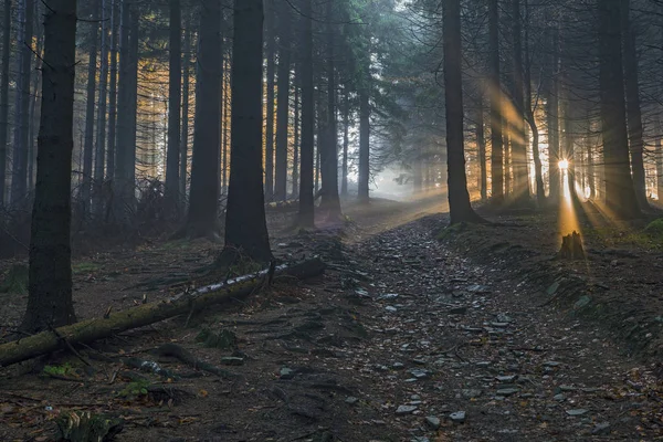 Güneş ışınları ile Ladin ormanı