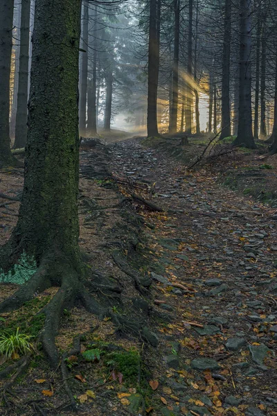 Fichtenwald mit Sonnenstrahlen — Stockfoto