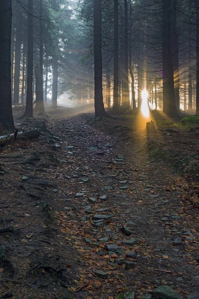 Smrkový les s paprsky slunce — Stock fotografie