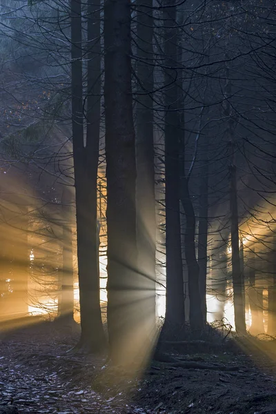 Foresta di abete rosso con raggi di sole — Foto Stock