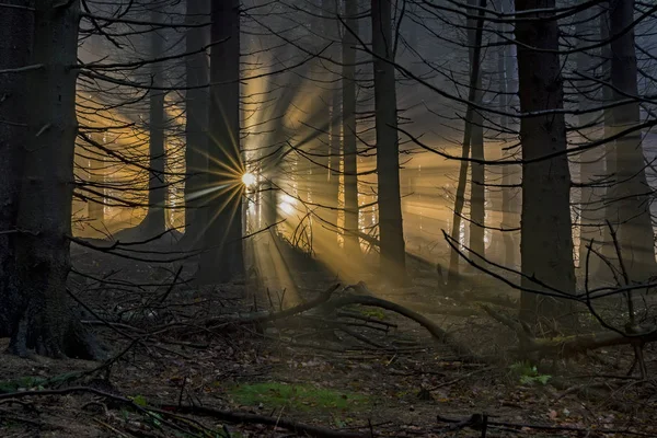 Granskog med solens strålar — Stockfoto