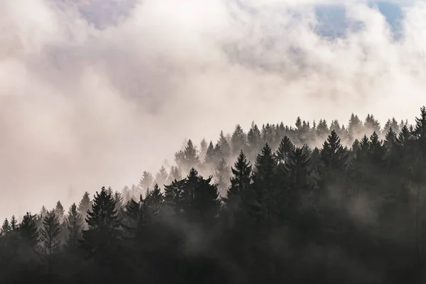 Paisagem nebulosa com árvores Imagens De Bancos De Imagens Sem Royalties