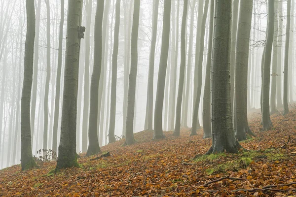 Bosque de haya de otoño Imagen de archivo