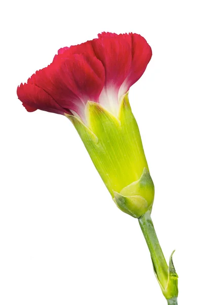 Una flor de clavel — Foto de Stock