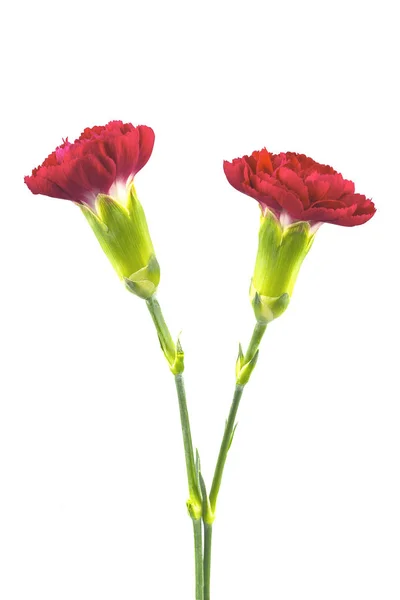 Two carnation flowers — Stock Photo, Image