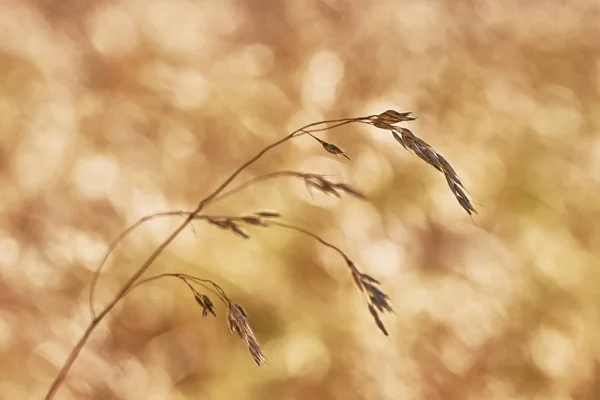 Makro suché trávy — Stock fotografie