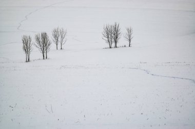 Grup ağaçlar peyzaj