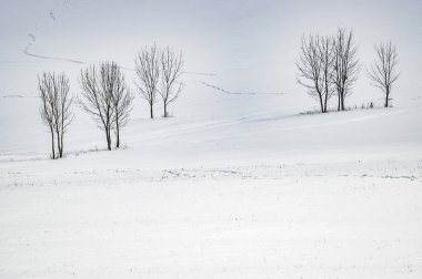 Grup ağaçlar peyzaj