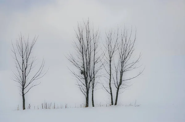 Tres árboles en el paisaje —  Fotos de Stock