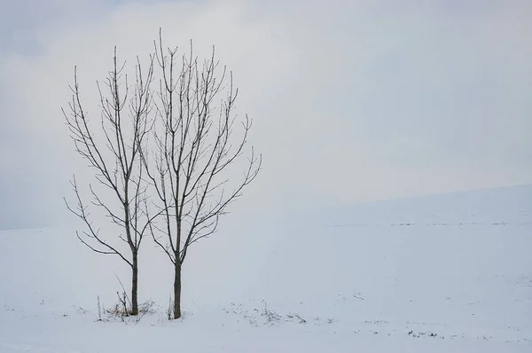 Dos árboles en el paisaje —  Fotos de Stock