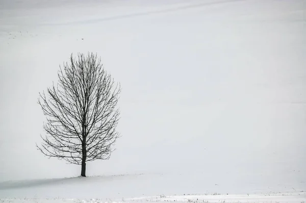 Un árbol en el paisaje —  Fotos de Stock