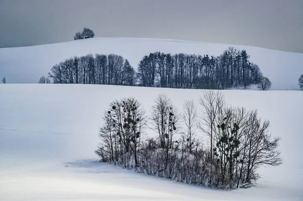 Alberi di gruppo nel paesaggio — Foto Stock