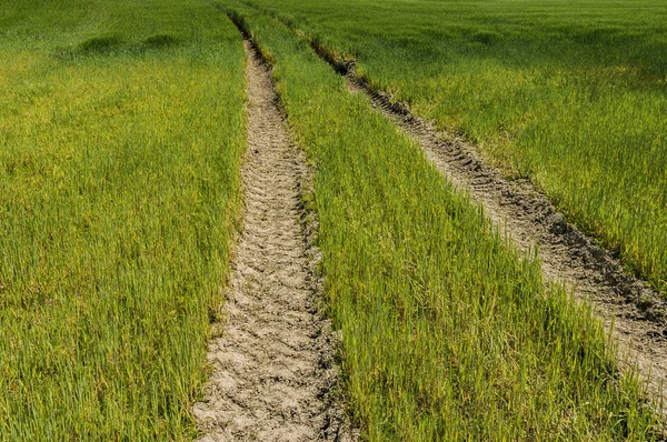 Ruts in a field — Stock Photo, Image