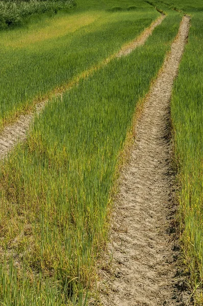 Ruts in a field — Stock Photo, Image