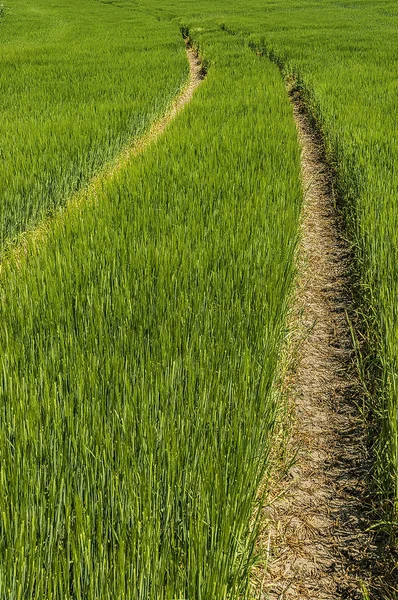 Bir alandaki tekerlek izleri — Stok fotoğraf