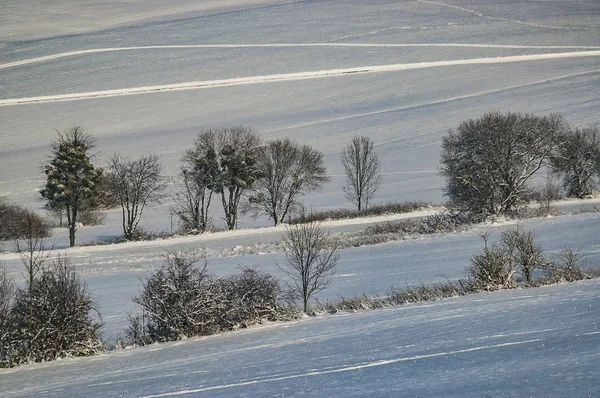 Alberi di gruppo nel paesaggio — Foto Stock