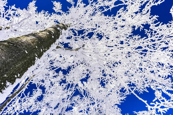 Vista dell'inverno sulla cima degli alberi — Foto Stock