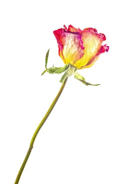 Una rosas secas — Foto de Stock