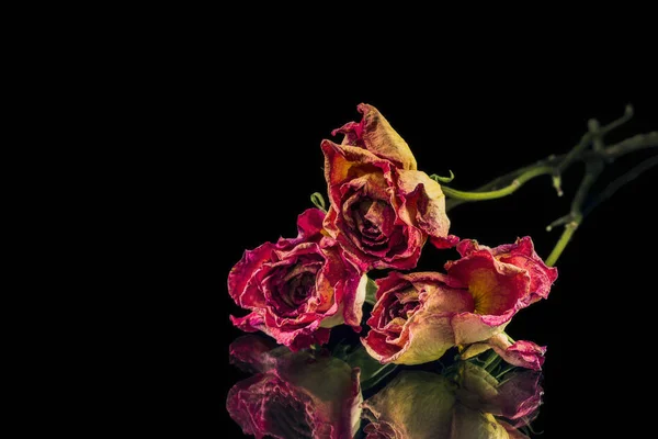 Drie droge rozen — Stockfoto