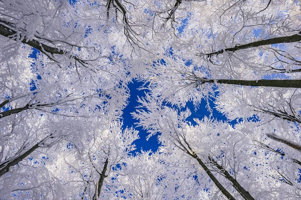 View of treestop winter — Stock Photo, Image
