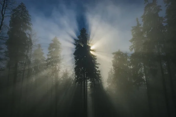Granskog med solens strålar — Stockfoto