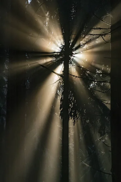 Spruce forest with sun rays