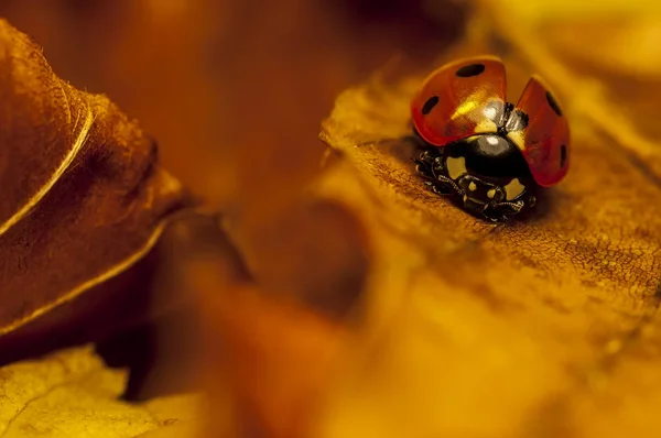 Yaprağın üzerinde uğur böceği — Stok fotoğraf