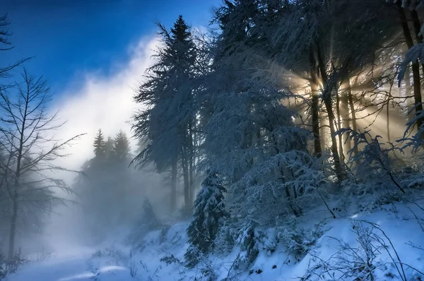 Fichtenwald mit Sonnenstrahlen — Stockfoto