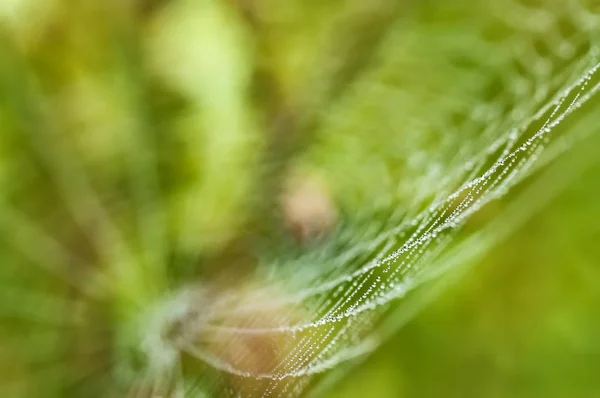 Teias de aranha matinais na relva — Fotografia de Stock