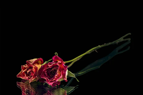 Δύο ξηρά τριαντάφυλλα — Φωτογραφία Αρχείου