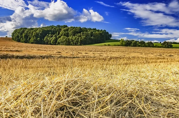 Paisagem de verão com campo — Fotografia de Stock