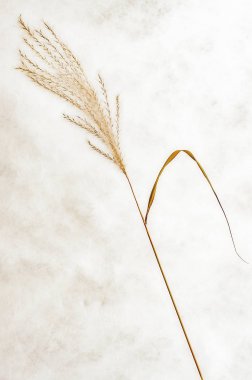 Arka plan ile kuru ot