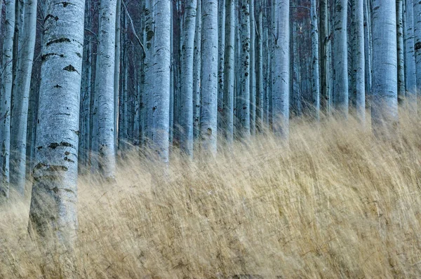 ป่าบีชในฤดูใบไม้ร่วง — ภาพถ่ายสต็อก
