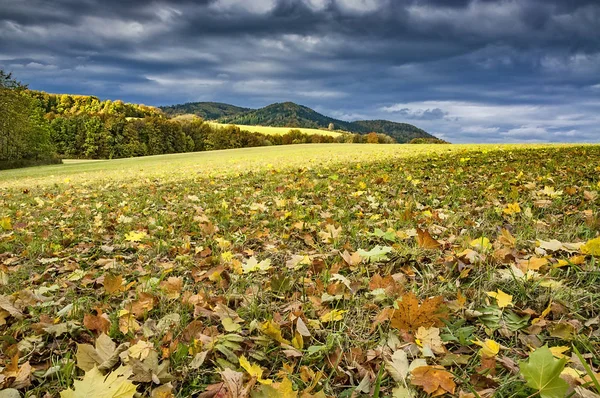 Höstlandskap med träd — Stockfoto