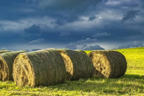 Silage in meadow — Stock Photo, Image